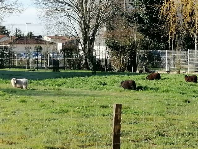 Des moutons au lyc�e !
